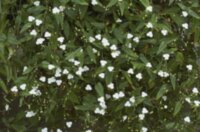 Гибасис "Фата невесты" (Gibasis geniculata)