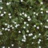 Гибасис "Фата невесты" (Gibasis geniculata)