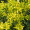Форзиция промежуточная "Golden Times" (Forsythia × intermedia "Golden Times")