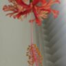 Гибискус рассеченнолепестный Шизопеталус (Hibiscus schizopetalus)