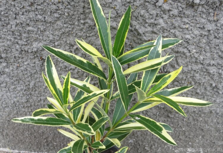 Олеандр пестролистный (Nerium variegata)