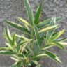 Олеандр пестролистный (Nerium variegata)