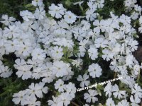 Флокс многоцветковый (Phlox multiflora)
