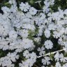 Флокс многоцветковый (Phlox multiflora)