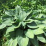 Хоста форчуна hyacinthina (Гиацинтина)