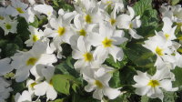 Примула Юлии белая (Primula juliae)