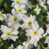 Примула Юлии белая (Primula juliae)