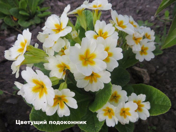  Примула бесстебельная белая (Primula acaulis)
