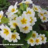  Примула бесстебельная белая (Primula acaulis)
