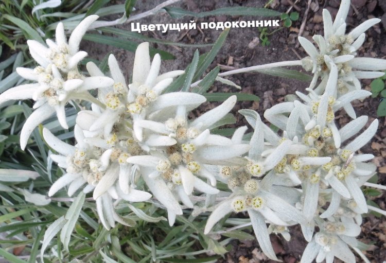 Эдельвейс альпийский (Leontopodium)