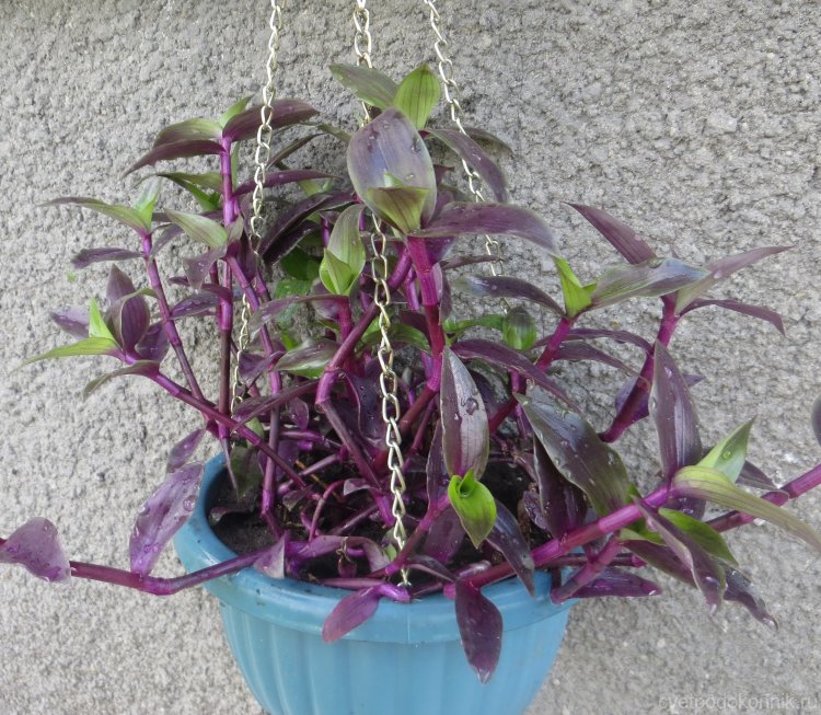  Трипогандра "Purple Scimitars" (Tripogandra Serrulata "Purple Scimitars") 