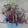  Трипогандра "Purple Scimitars" (Tripogandra Serrulata "Purple Scimitars") 
