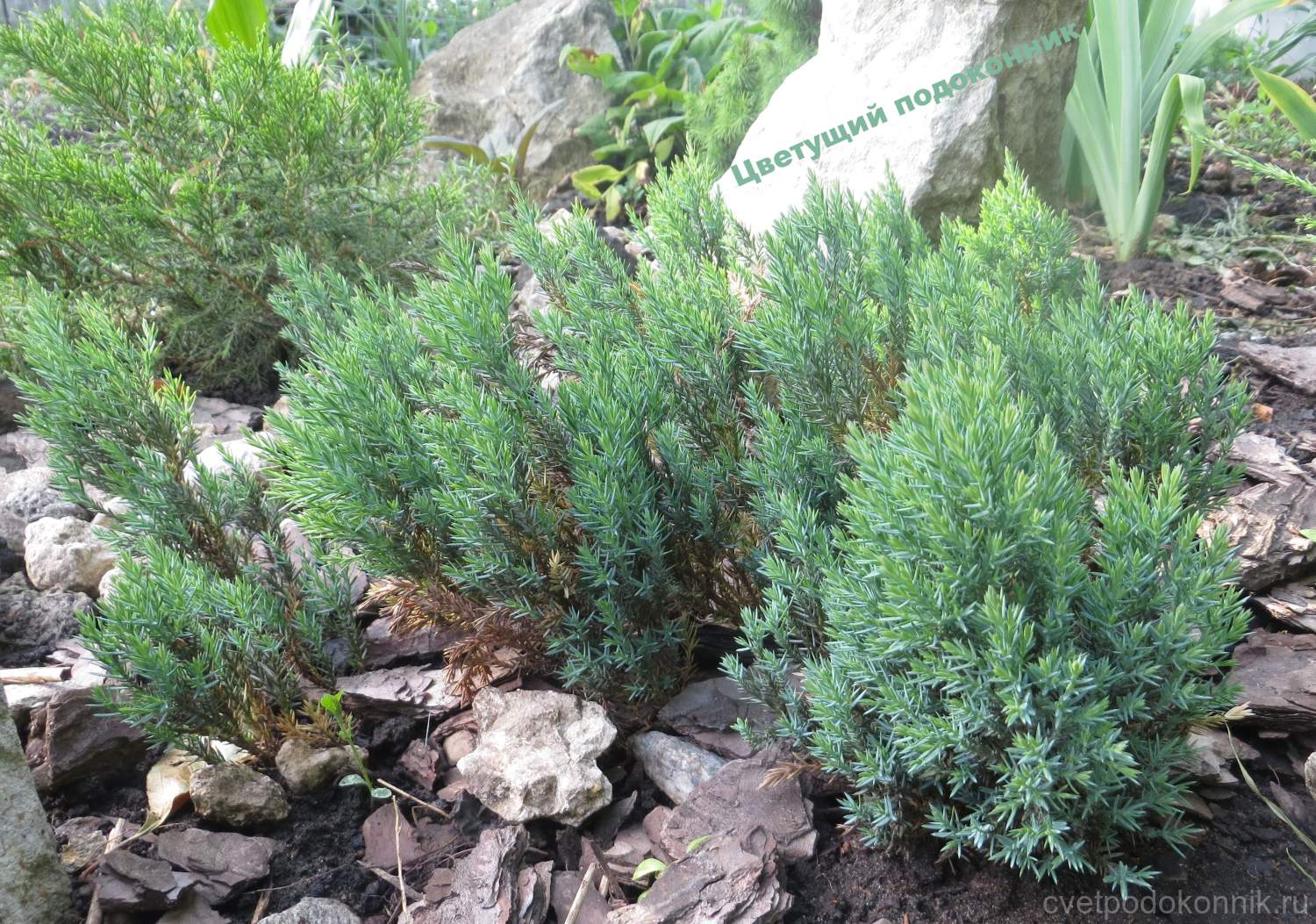 Juniperus horizontalis Grey Pearl можжевельник горизонтальный грей Перл