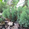 Можжевельник горизонтальный "Grey Pearl" (Juniperus horizontalis "Grey Pearl") 