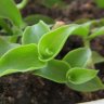 Каллизия ползучая длиннолистная (Callisia repens longifolia) 