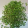 Пилея монетолистная (Pilea nummulariifolia) 