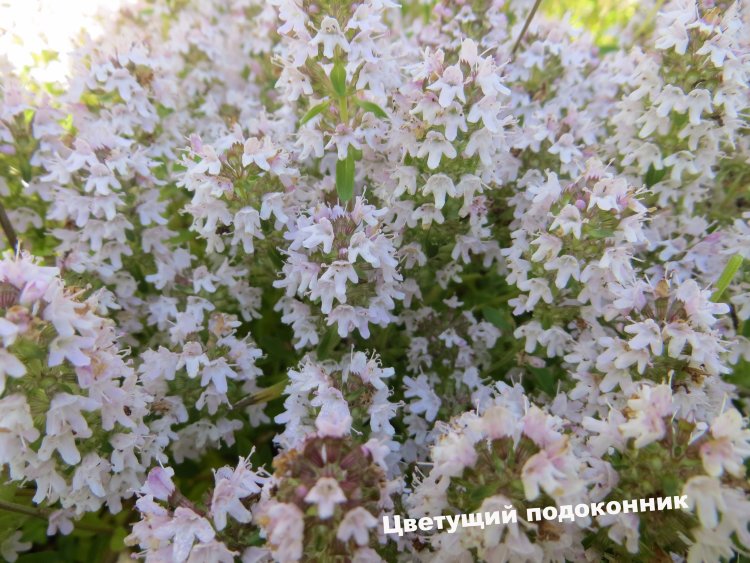 Чабрец, тимьян обыкновенный (Thymus vulgаris)