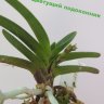 Неофинетия серповидная Tamakongo (Neofinetia falcata Tamakongo)