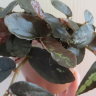 Пеллиония коротколистная (Pellionia brevifolia)