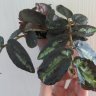 Пеллиония коротколистная (Pellionia brevifolia)