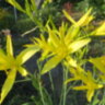 Лилейник Цитрина (Hemerocallis citrina) 