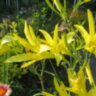 Лилейник Цитрина (Hemerocallis citrina) 