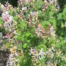 Жимолость каприфоль (Lonicera caprifolium) 