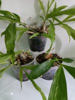 Орхидея Катасетум (Catasetum)
