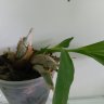 Орхидея Катасетум (Catasetum)