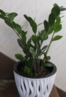 Замиокулькас замиелистный (Zamioculcas zamiifolia)