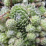 Молодило паутинистое № 19 (Sempervivum arachnoideum)