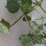 Хойя Куртиса (Hoya curtisii) 