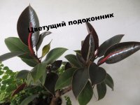 Фикус Мелани (Ficus Melany) 