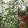 Хойя сжатая (Hoya retusa)