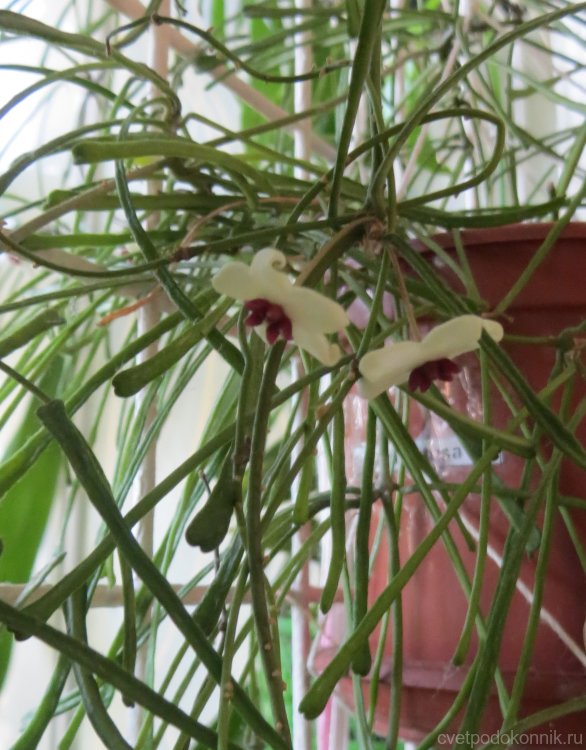 Хойя сжатая (Hoya retusa)