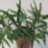 Даваллия пятилистная (Davallia pentaphylla) 
