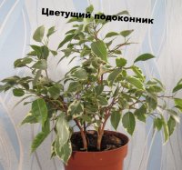 Фикус Бенджамина пестролистный (Ficus benjamina variegada)