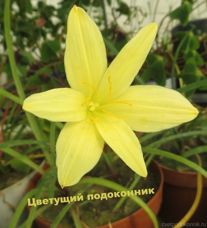 Зефирантес жёлтый (Zephyranthes primulina)