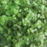 Солейролия с зелёной листвой (Soleirolia)
