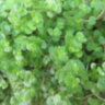 Солейролия с зелёной листвой (Soleirolia)