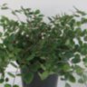 Пеллея круглолистная (Pellaea rotundifolia) 