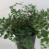Пеллея круглолистная (Pellaea rotundifolia) 