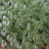 Солейролия вариегатная (Soleirolia)