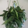 Хойя изящная (Hoya gracilis) 