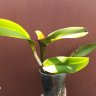 Орхидея каттлея Lc. Chian-Tzy General Ct-Beijing Song (Cattleya Lc. Chian-Tzy General Ct-Beijing Song)