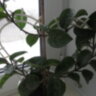 Хойя мясистая Krinkle-8 (Hoya carnosa Krinkle-8)