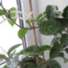 Хойя мясистая Krinkle-8 (Hoya carnosa Krinkle-8)